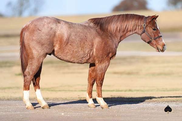 all-around-quarter-horse