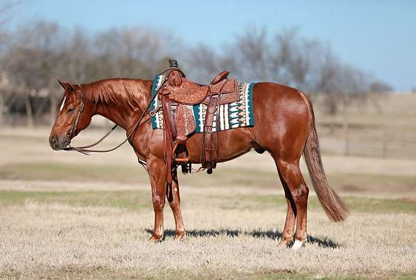 all-around-quarter-horse