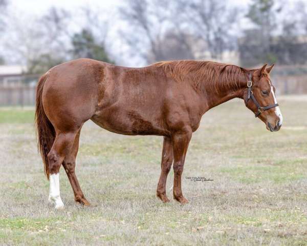 athletic-quarter-horse