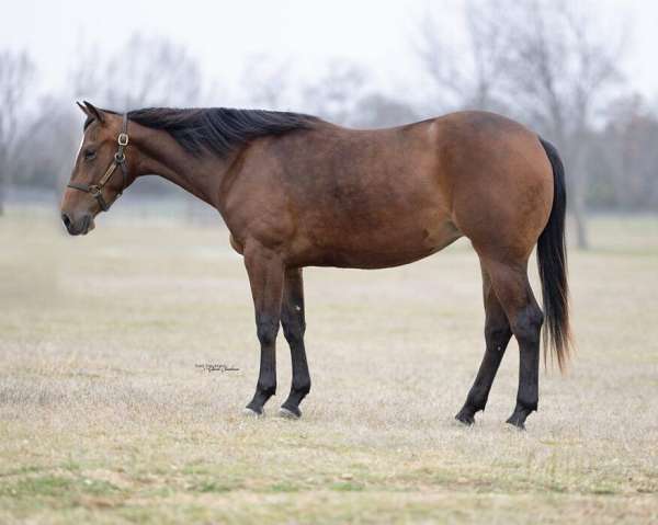 athletic-quarter-horse