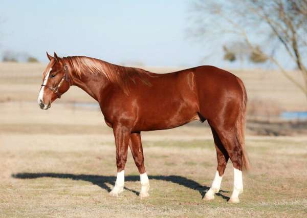 breeding-quarter-horse