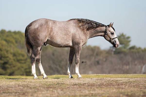 athletic-quarter-horse