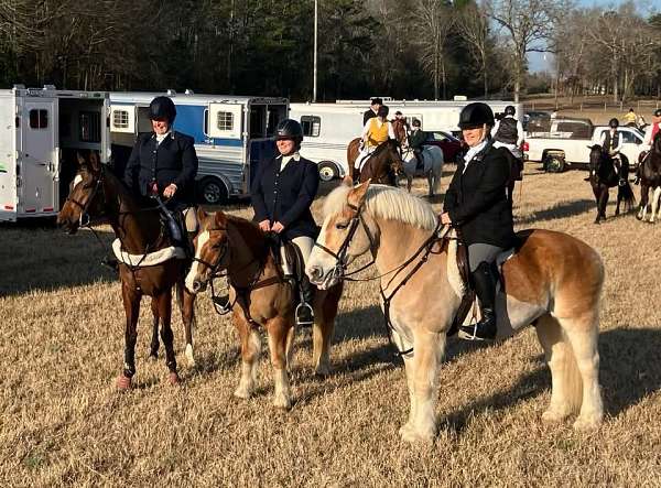 all-arounder-draft-horse