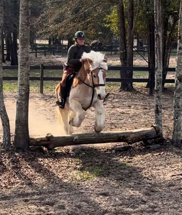 choice-draft-horse