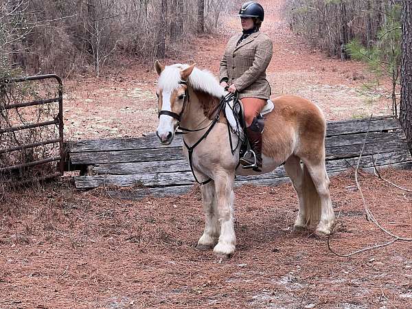 clip-draft-horse