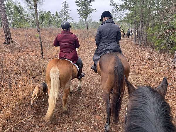 field-haflinger-horse