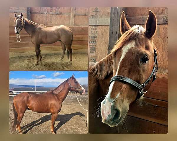 quarter-horse-gelding