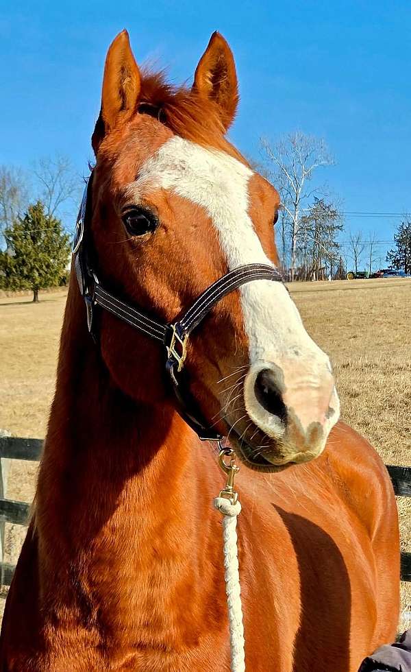 quarter-horse-gelding