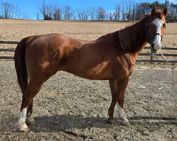 quarter-horse-for-sale