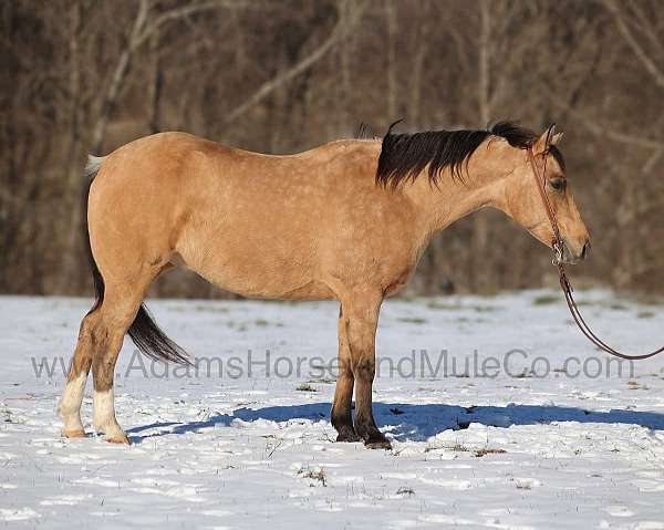 buckskin-dapples-horse