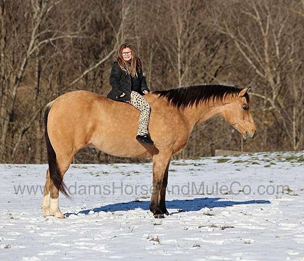 buckskin-star-horse