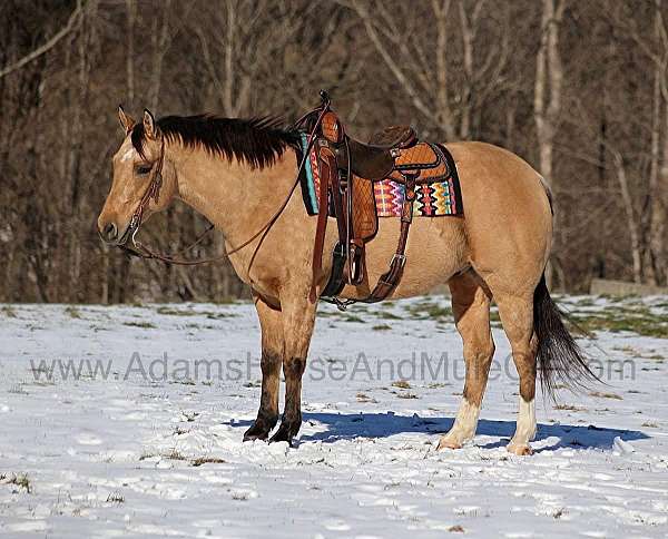 buckskin-socks-horse