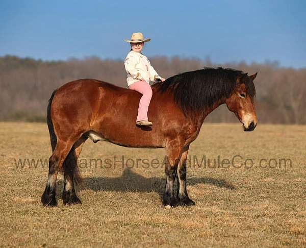 percheron-quarter-horse