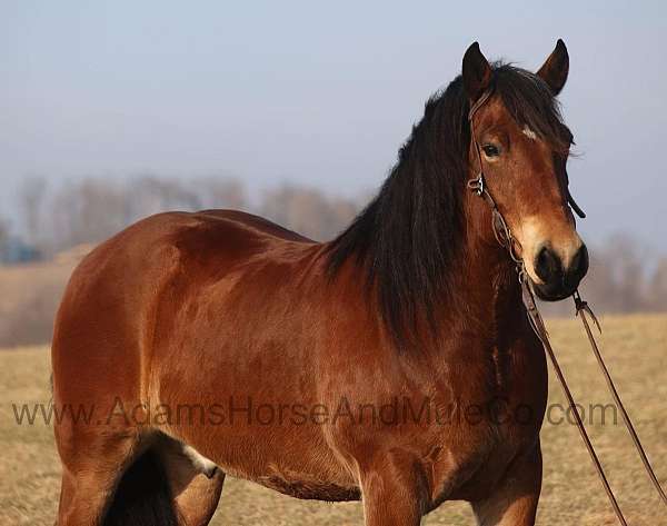 bay-quarter-horse