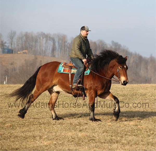 harness-quarter-horse