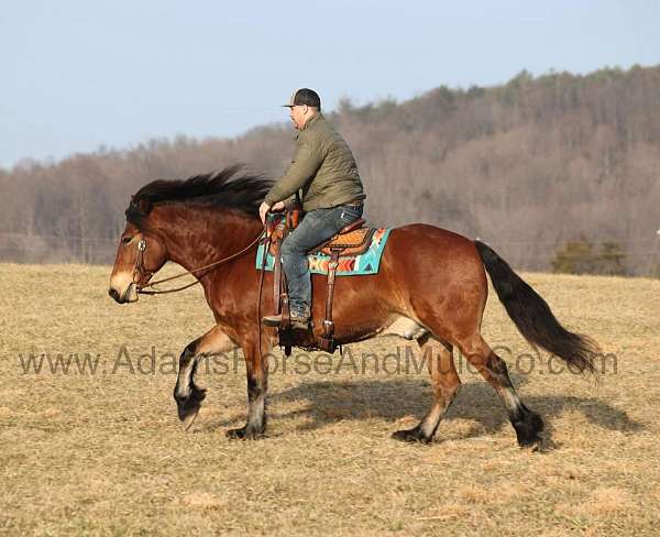 ranch-quarter-horse