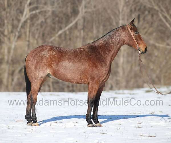 ranch-quarter-horse