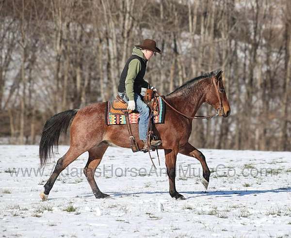 roan-quarter-horse