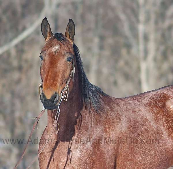 trails-quarter-horse