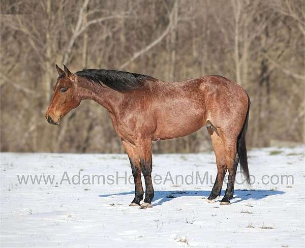 all-around-quarter-horse