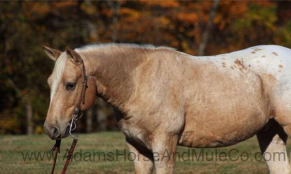 blanket-blaze-horse