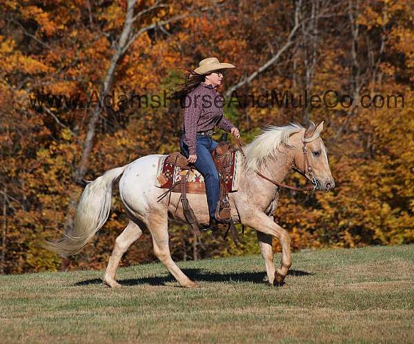 palomino-quarter-horse