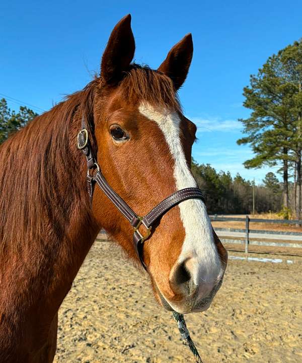 fella-draft-horse