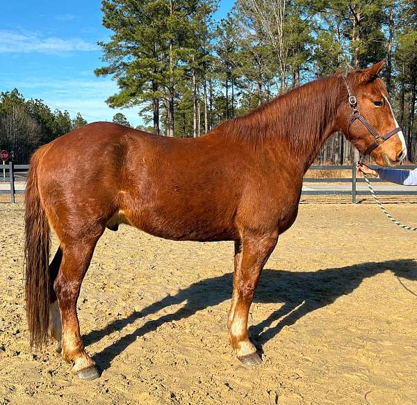 tank-draft-horse