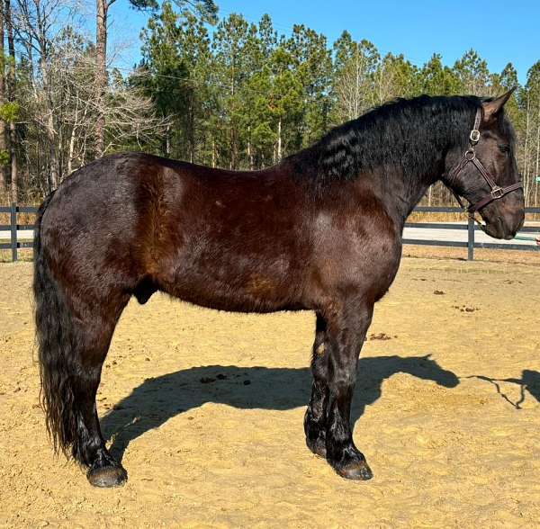 circles-percheron-horse