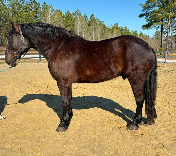 collected-percheron-horse