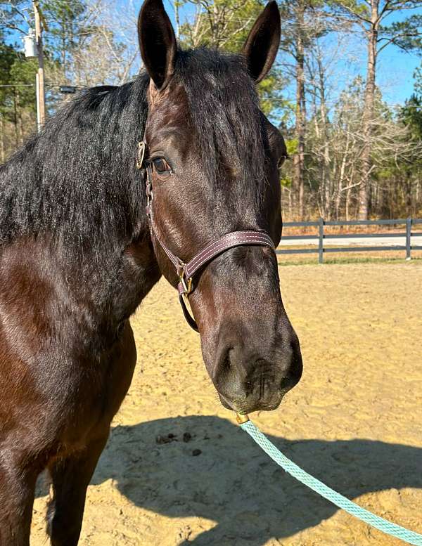 confident-percheron-horse