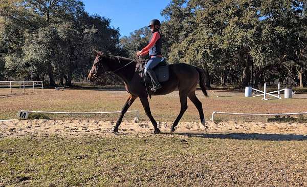 star-lh-sock-horse