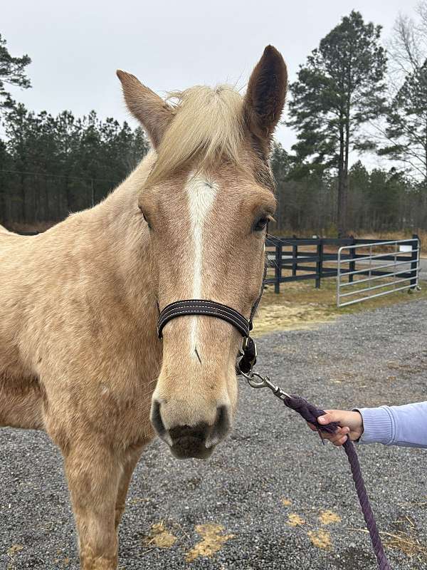 broke-well-draft-horse