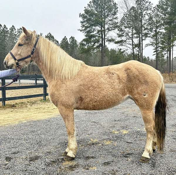 haflinger-draft-horse