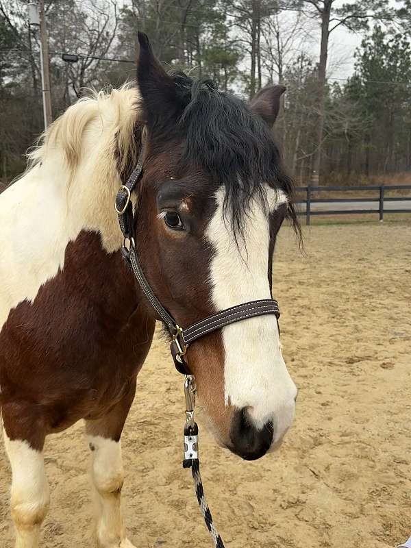 great-on-the-trails-draft-horse