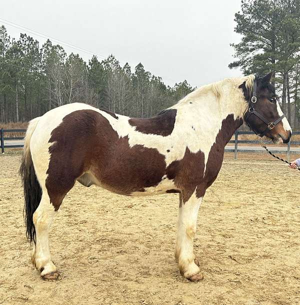 head-draft-horse