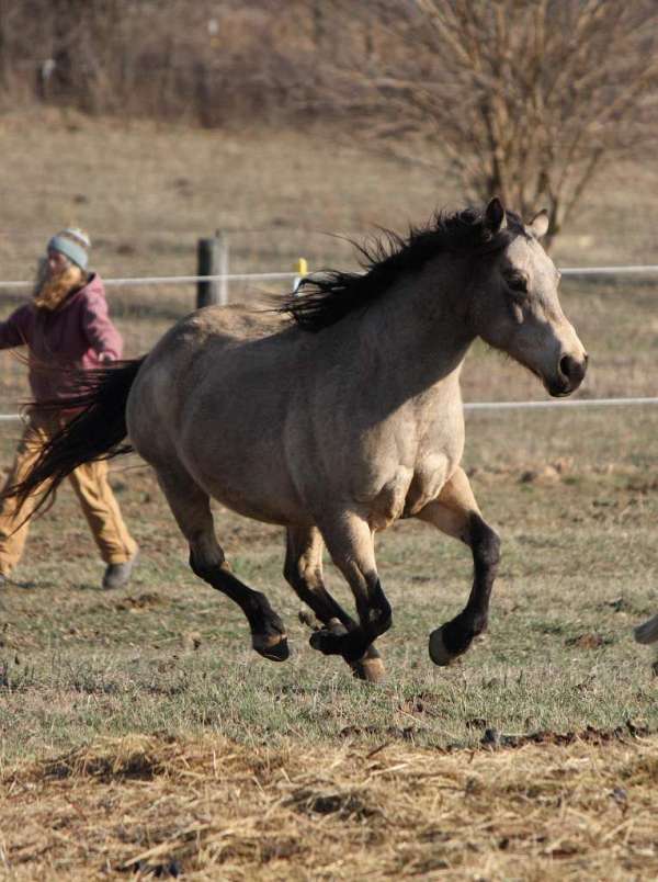 all-around-quarter-horse