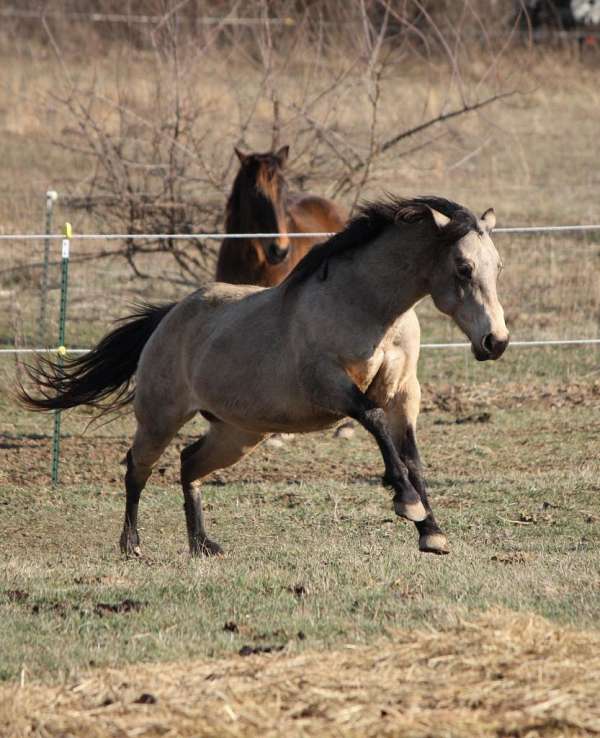 athletic-quarter-horse