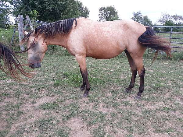 dappled-draft-paint-horse