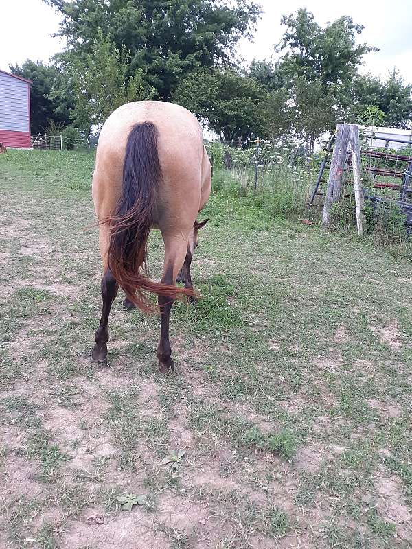 buckskin-draft-paint-unborn-foal-foal