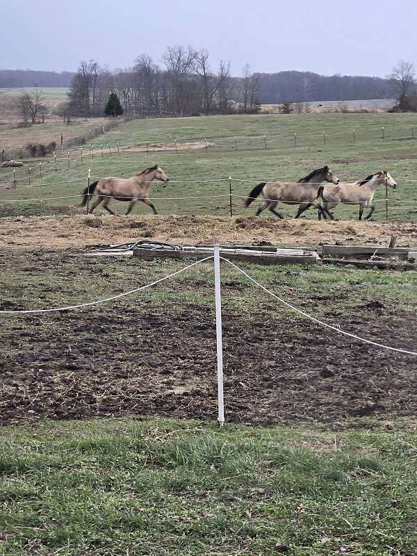 cross-unborn-foal-foal