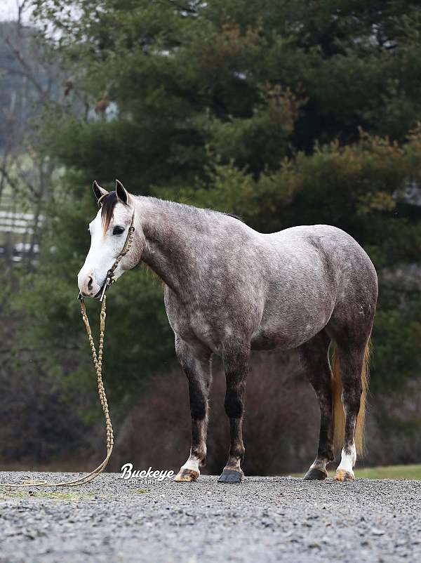 dappled-horse