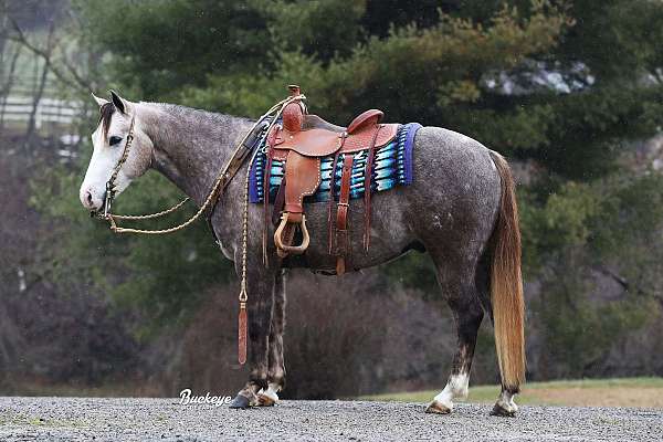 dappled-quarter-horse