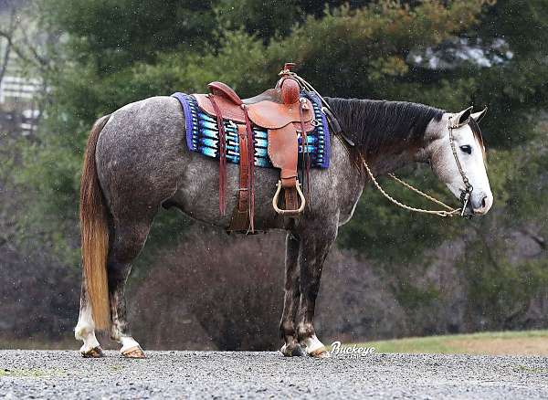 driving-quarter-horse