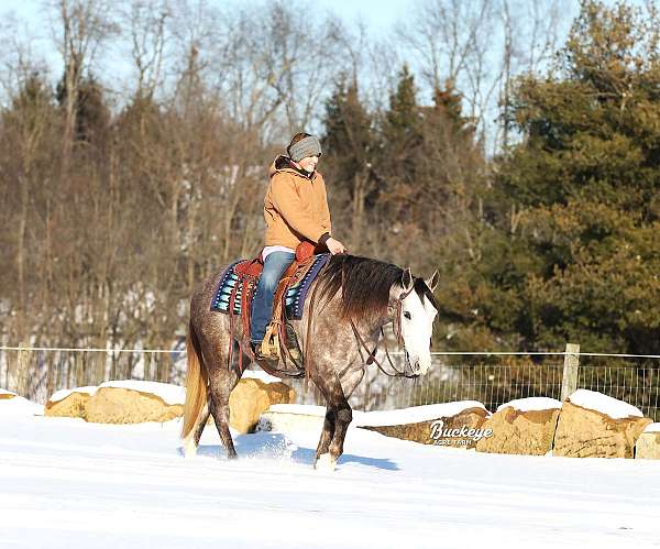 harness-quarter-horse