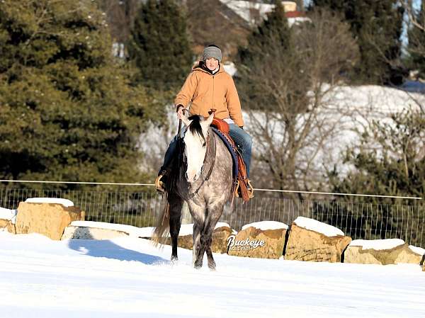 husband-safe-quarter-horse