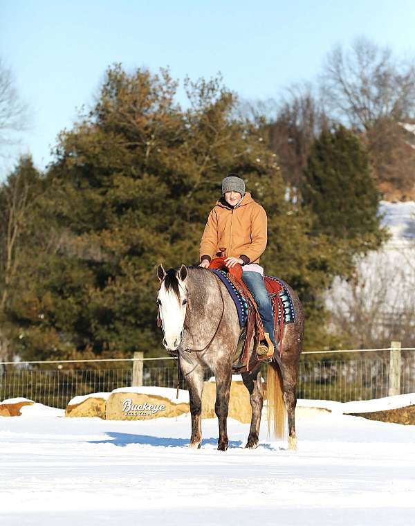 kid-safe-quarter-horse