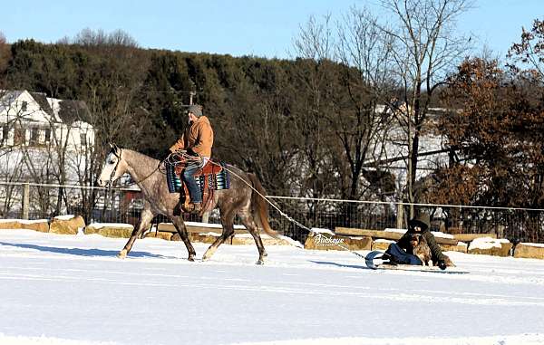 lesson-quarter-horse