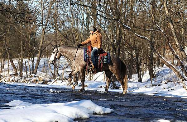 mounted-patrol-quarter-horse