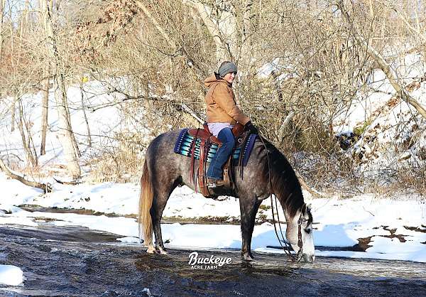 parade-quarter-horse